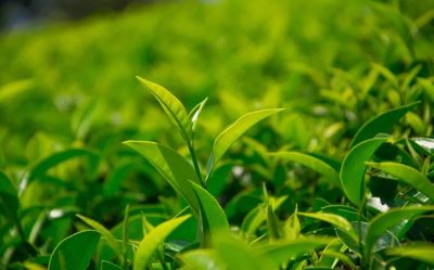 明前茶為何備受推崇？——探秘茶葉的時令密碼